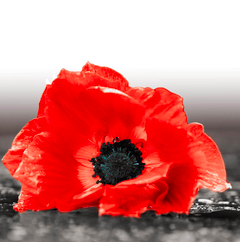 remembrance day 2020